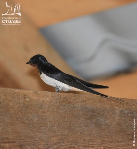 �������� ��������� ������� ��������